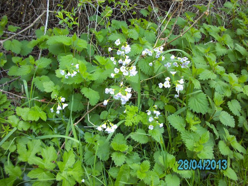 Cardamine des prés
